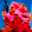 crochetcoralreef.org icon