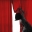 curtaingirl.com icon