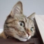 dc09.ru icon