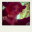dear-olivia.com icon