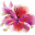 debradobbs.com icon