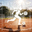 dgshanyi88.com icon