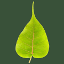 dharmaseed.org logo