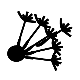 dipy.org