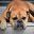 dogfoodguides.com