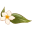 duniakebun.com icon