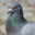 ecobirds.it icon