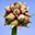 egyptianwalkingonion.com icon
