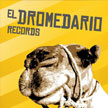 eldromedariorecords.com icon