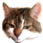 eqoa.live icon