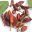 erythroxylum.com icon
