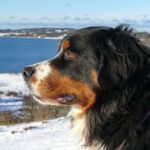 fan-de-mon-animal.fr icon