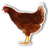 farmcamps.nl icon