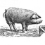 fatpilgrim.com icon