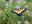 fieldtocottage.com icon