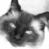 floppycats.com icon