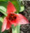 flower5.org logo