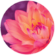 flowerandgardenexpo.com icon