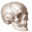 free-anatomy-quiz.com icon