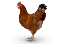 freesteading.com icon