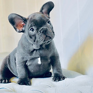 frenchbulldogcalifornia.com icon