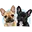 frenchbulldognews.com icon