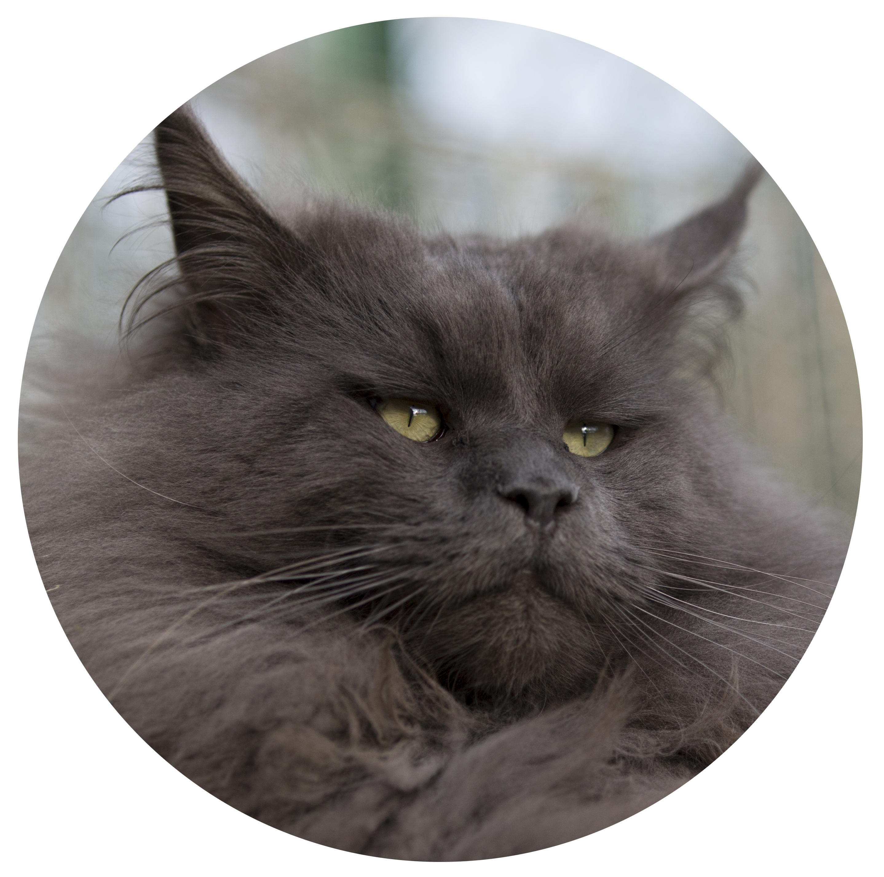 gattopera.com icon