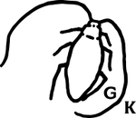 German Kabirski logo