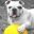 gezelschapshonden.com icon