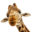 giraffedesign.co.uk icon