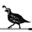 Quail Run Golf Course logo