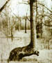 greatlakestrailmarkertreesociety.org icon