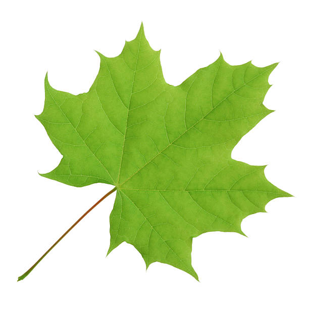 greencaucusvert.ca icon