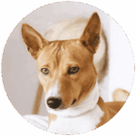 hallowebsite.de icon