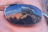hasperhoven.net icon