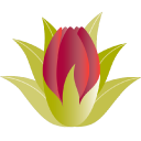 hauolimauloa.org icon