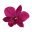 hawaiiflowerlei.com icon