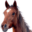 heavenlystables.co.za icon
