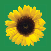 hiddendisabilitiesstore.com icon
