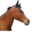 horseridesandmore.org icon