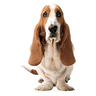 hushpuppies.com.pk icon