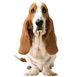 hushpuppies.gt icon