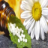 immunityboostingexperts.com icon