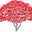 japanesemaplesandconifers.com icon