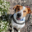 k9tenerife.eu icon