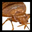 killbedbugsinhotels.com icon