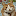 kittenclicks.com icon
