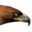 lastchanceforever.org icon
