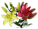 lilies.au icon