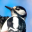 lintuatlas.fi icon